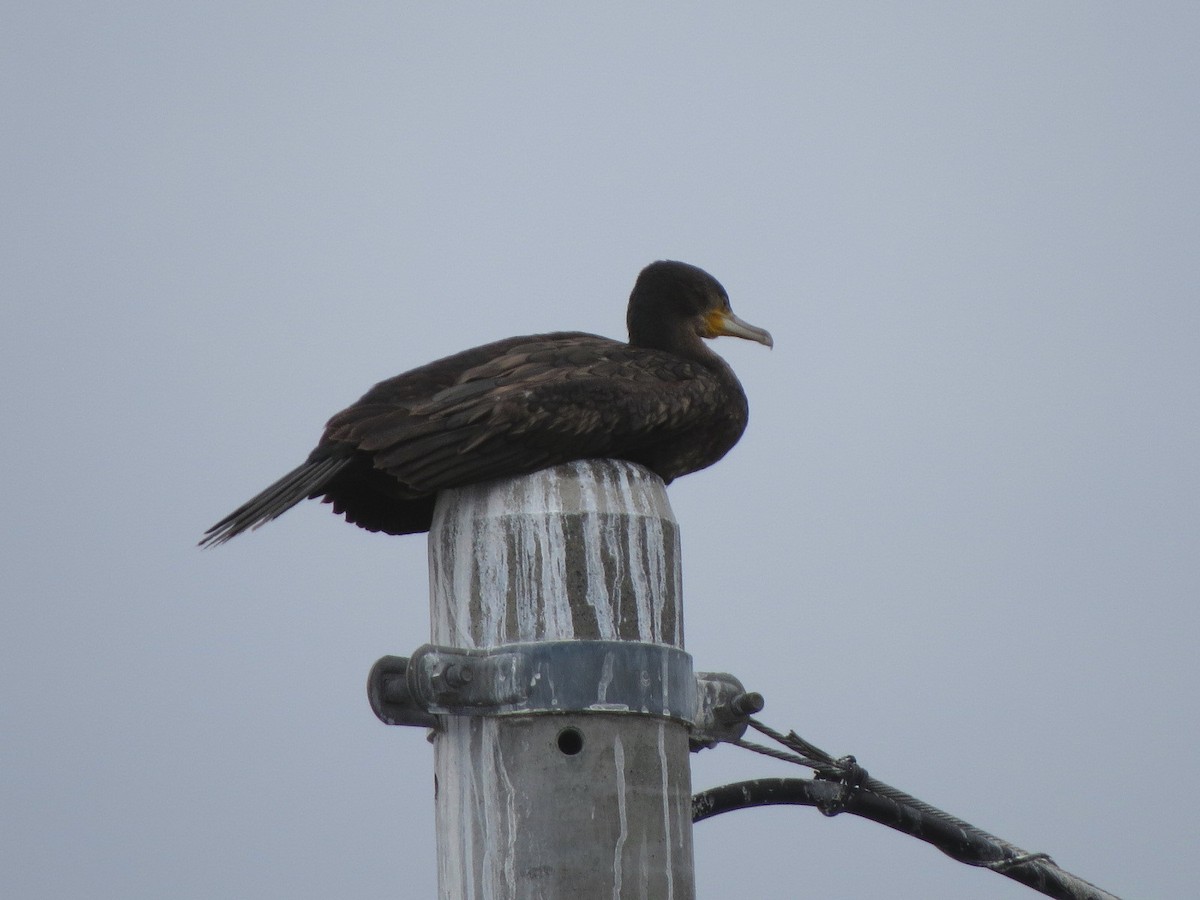 Great Cormorant - ML625564409