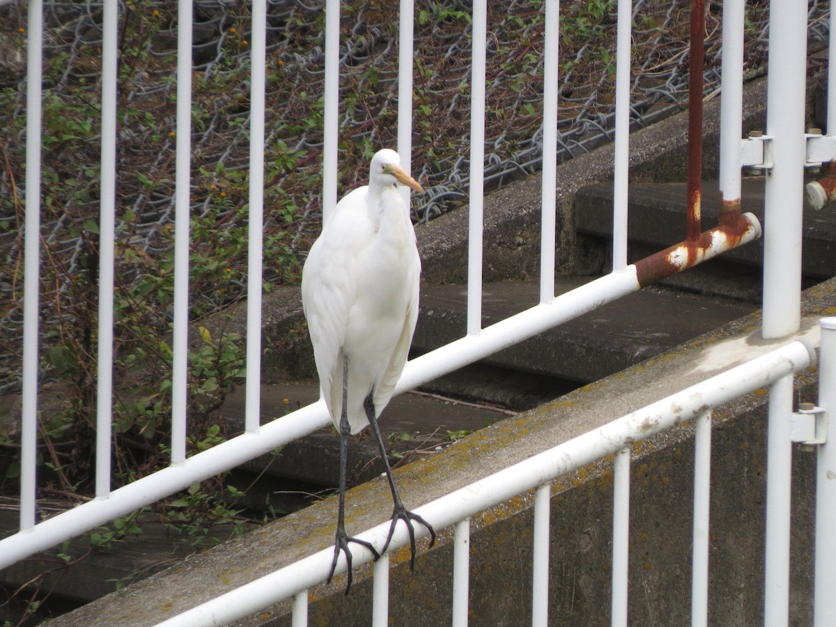 Great Egret - ML625564414