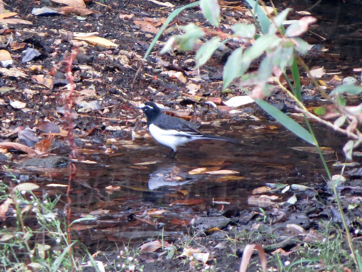 Japanese Wagtail - ML625564420