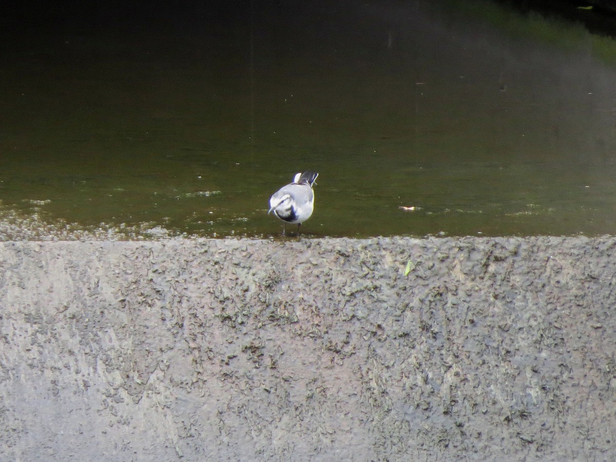 White Wagtail - ML625564427