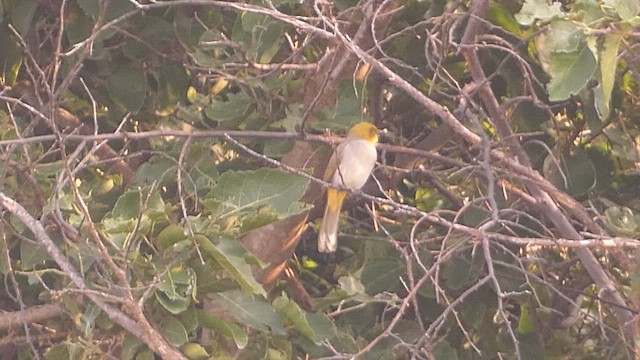 Yellow-throated Bulbul - ML625564440