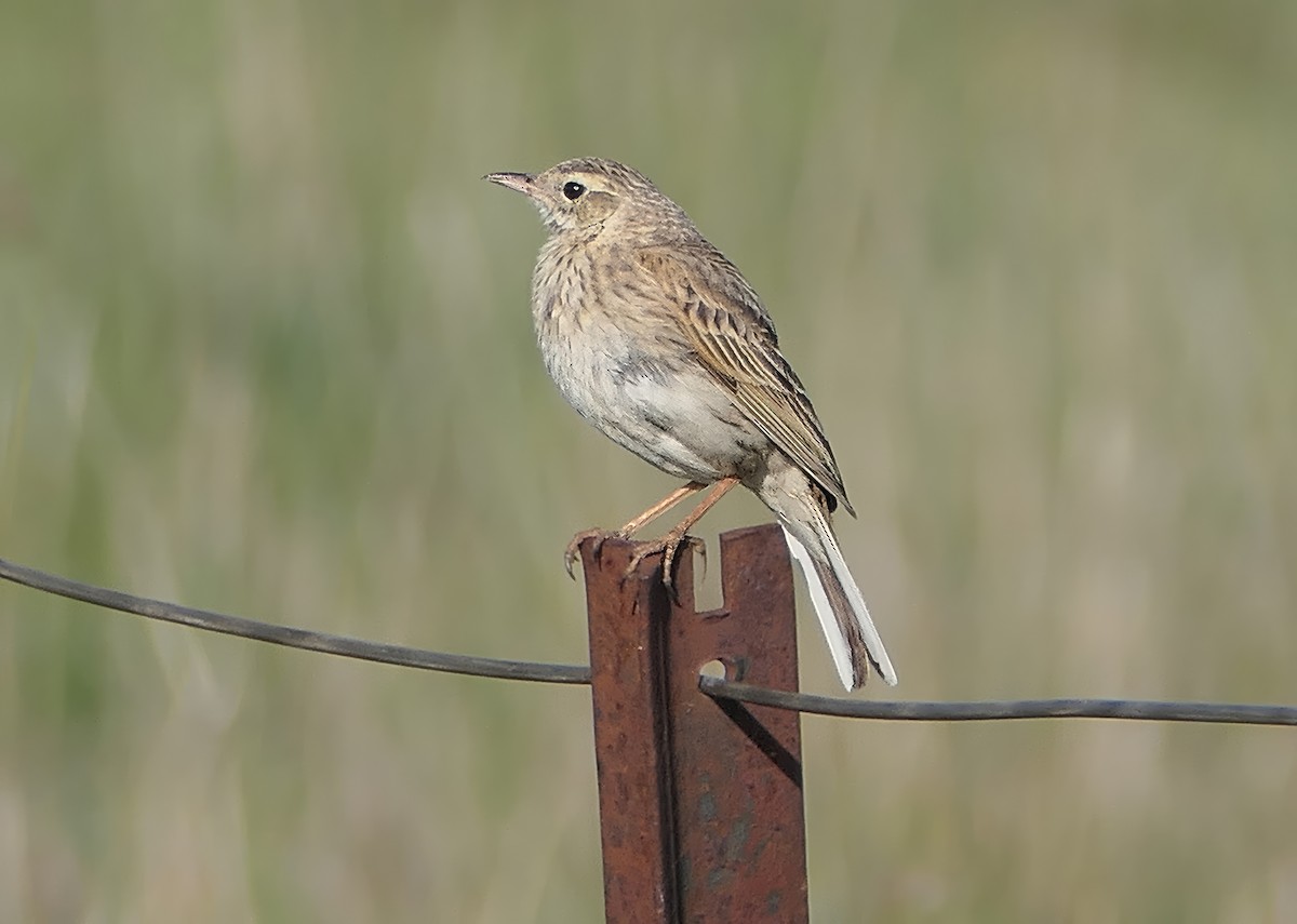 Australian Pipit - ML625564464