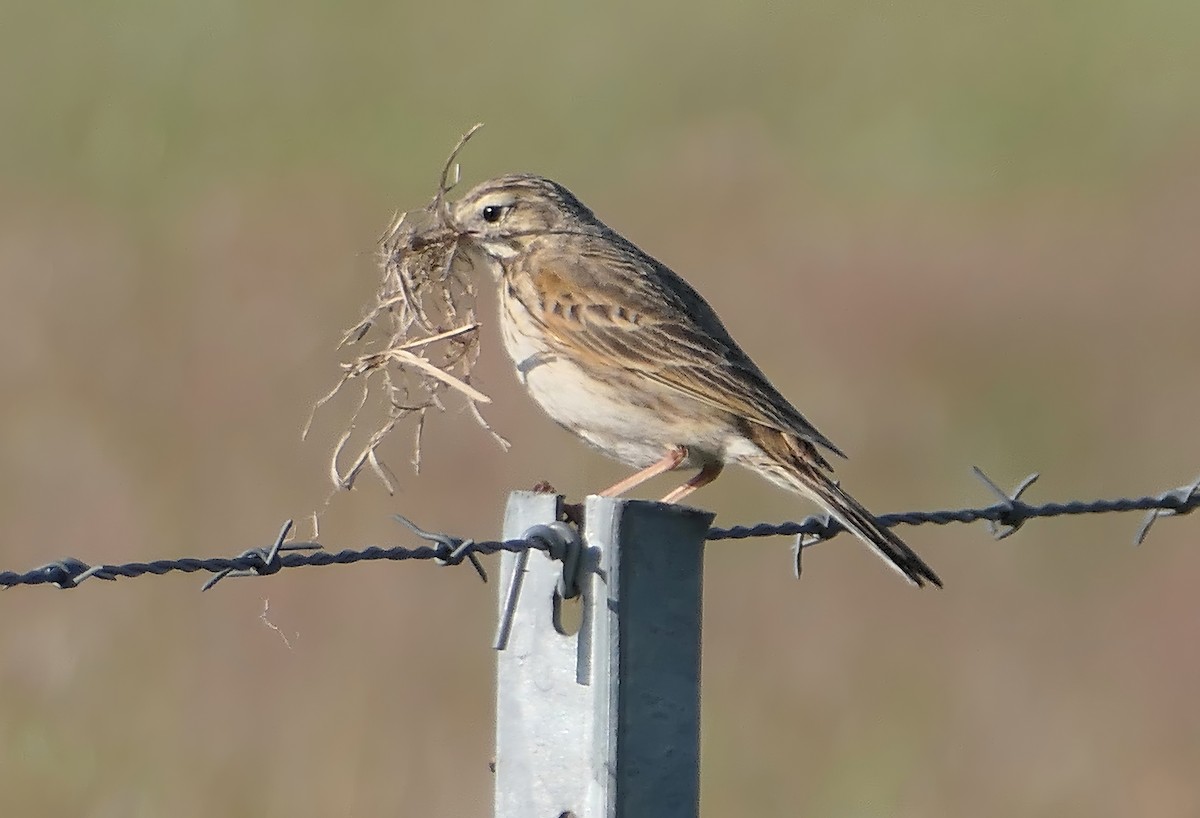 Australian Pipit - ML625564465