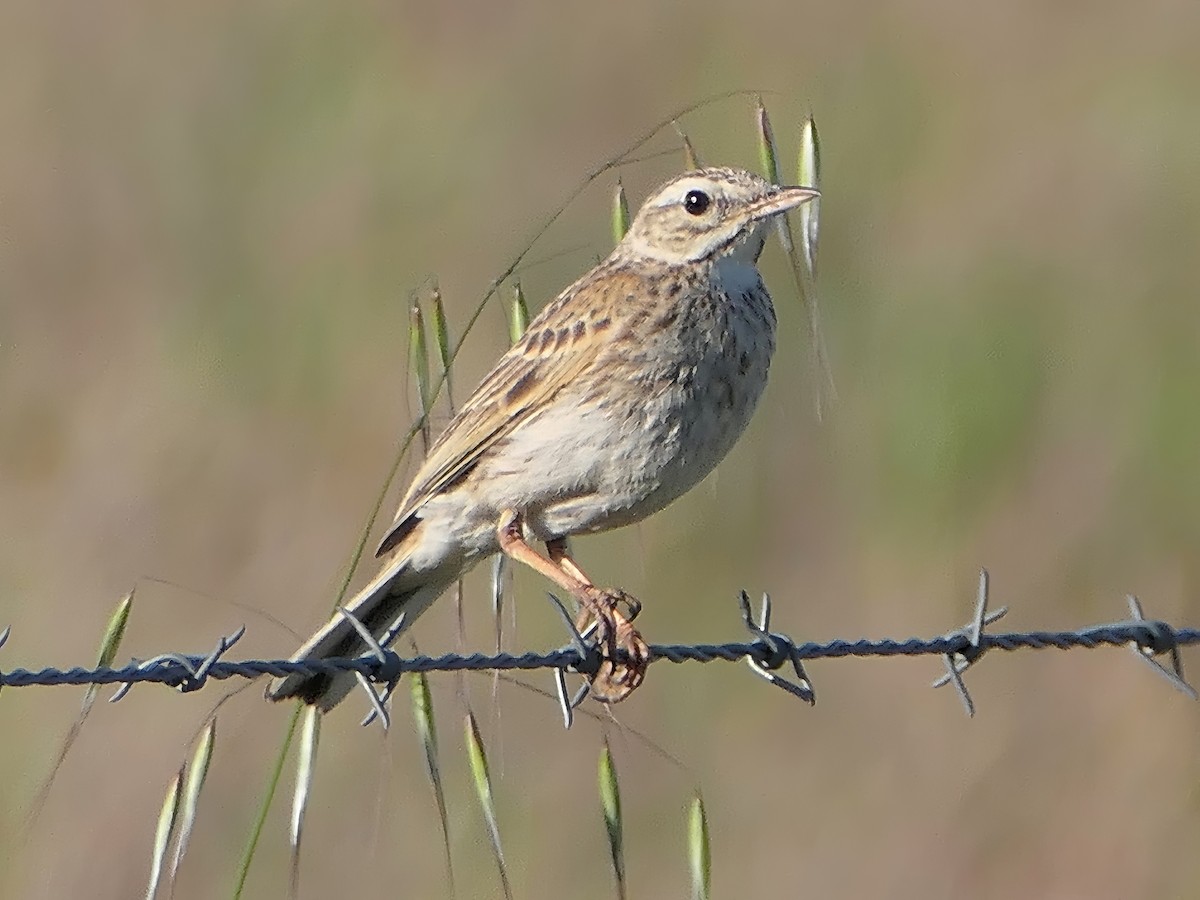 Australian Pipit - ML625564466