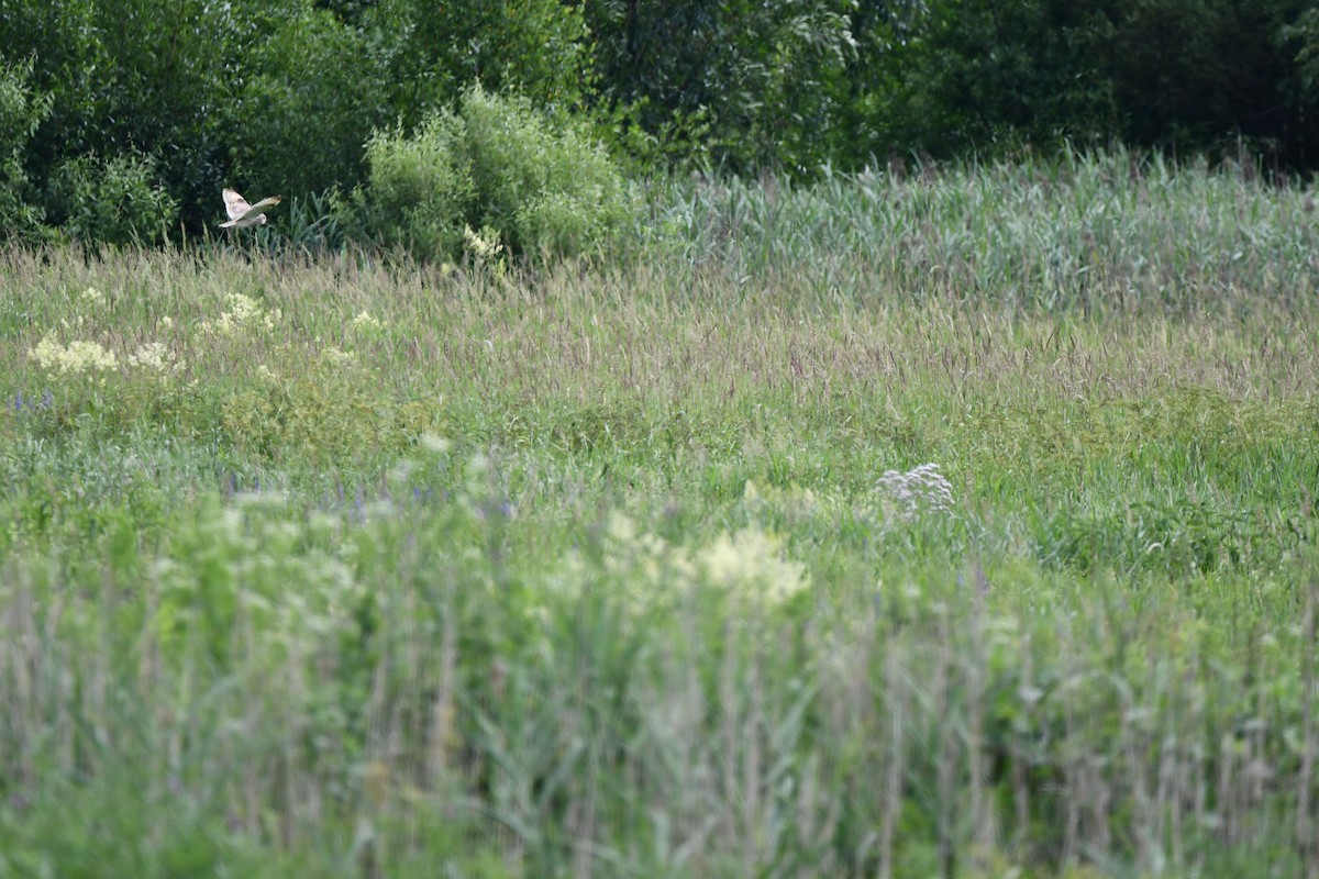 Short-eared Owl - ML625564485