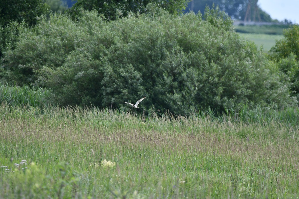 Short-eared Owl - ML625564486
