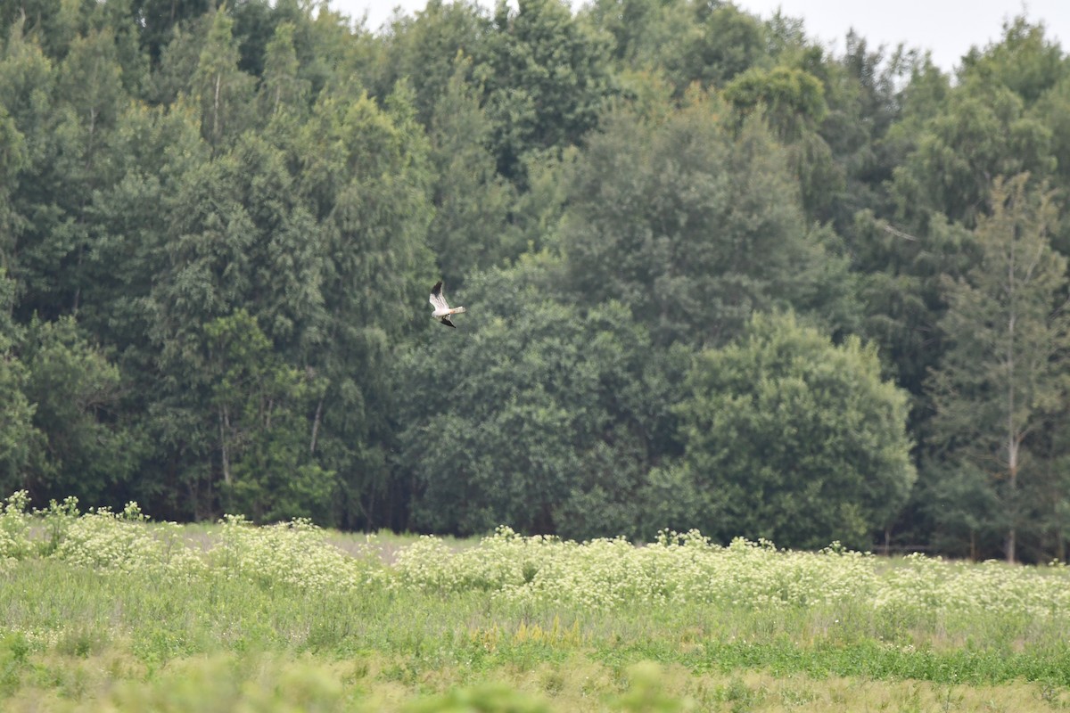 Montagu's Harrier - ML625564488