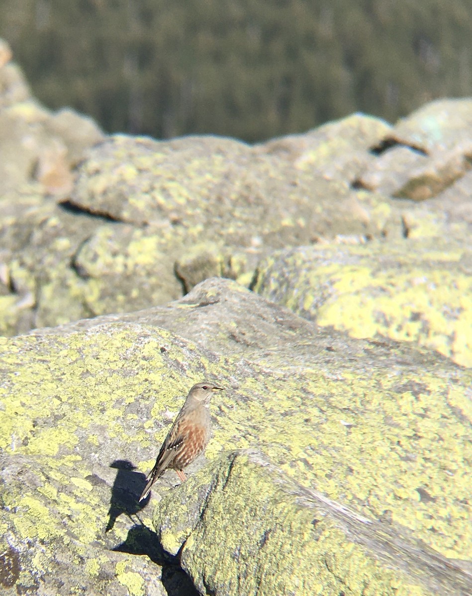 Тагийн хайруулдай - ML625564501