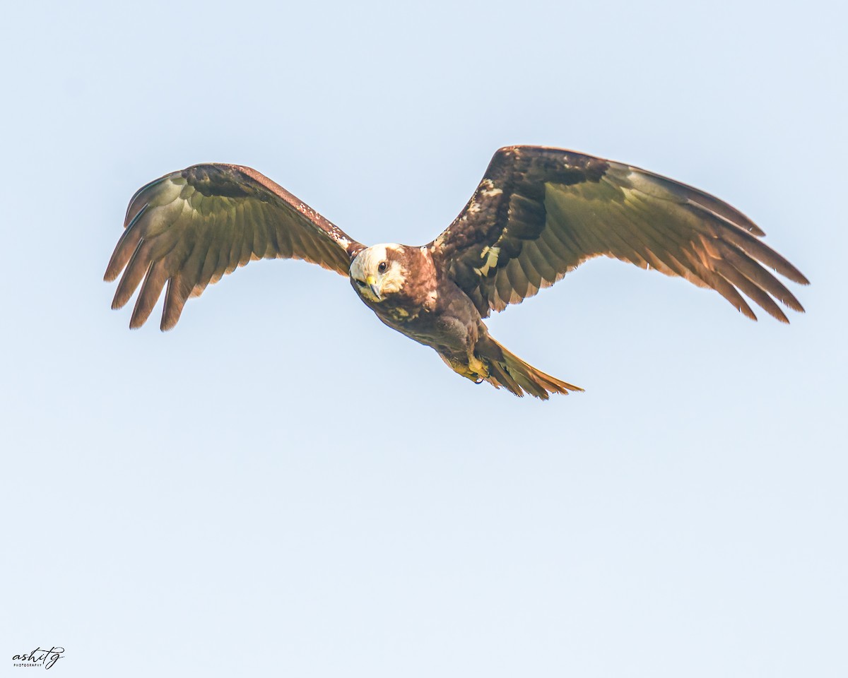 Western Marsh Harrier - Ashit Gandhi