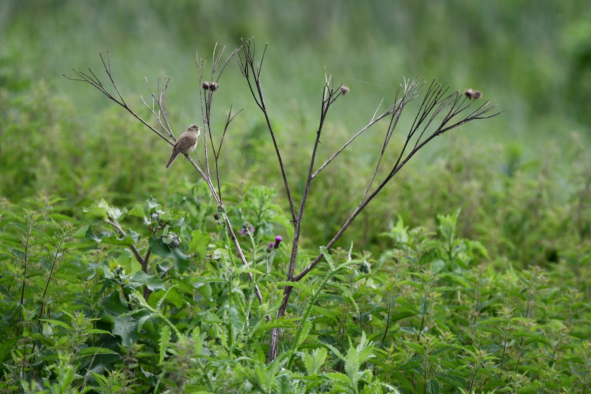 Marsh Warbler - ML625564665