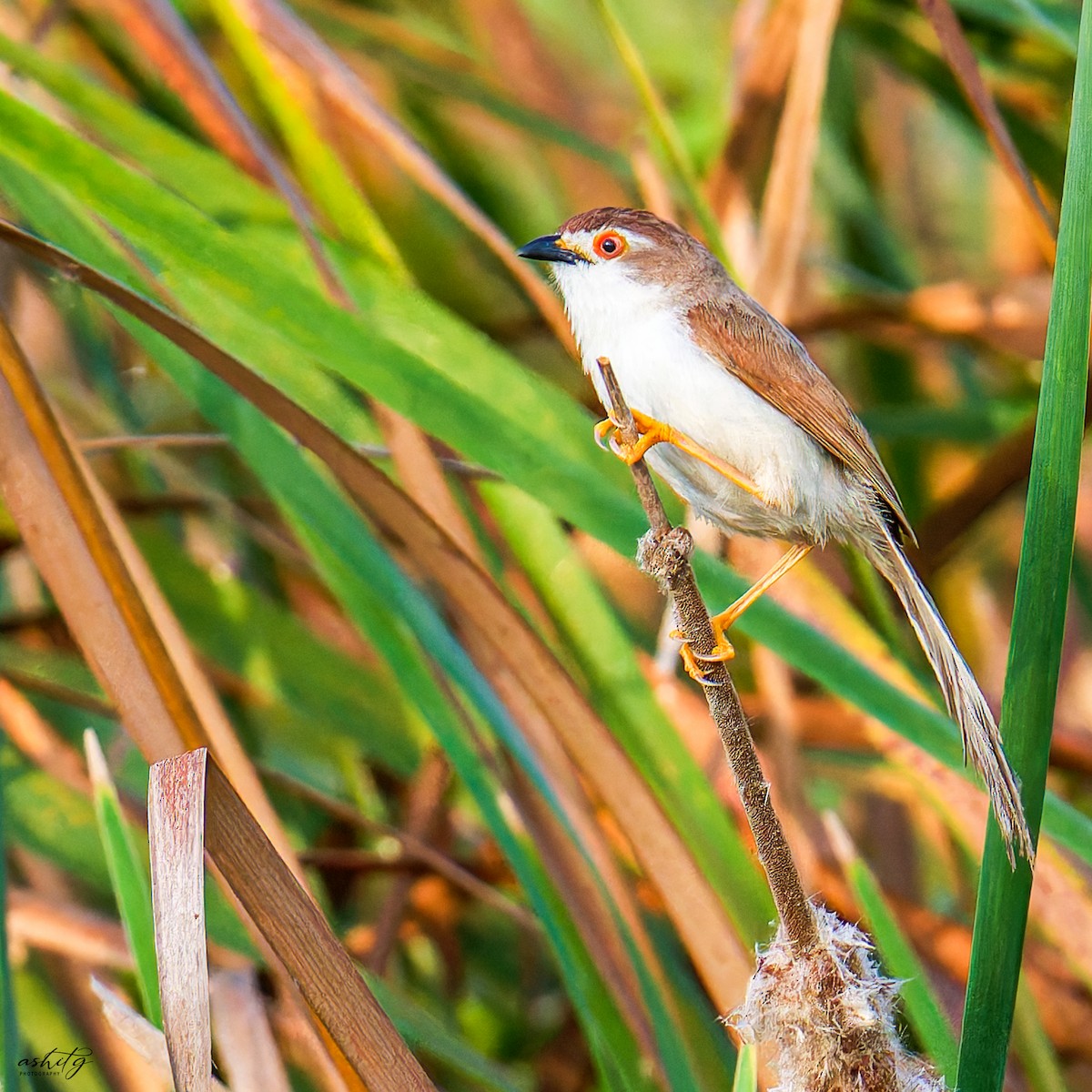 Yellow-eyed Babbler - ML625564668