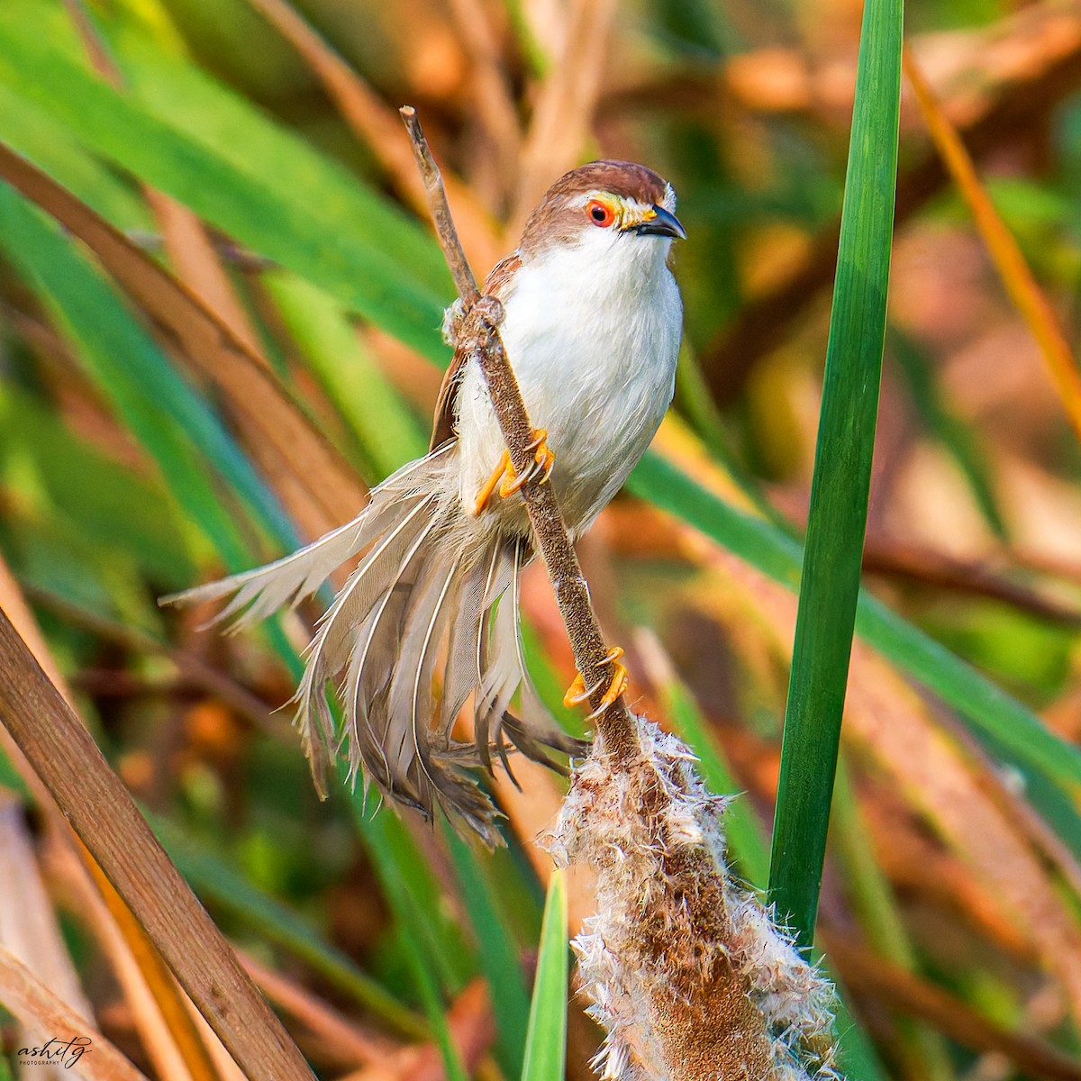 Yellow-eyed Babbler - ML625564669