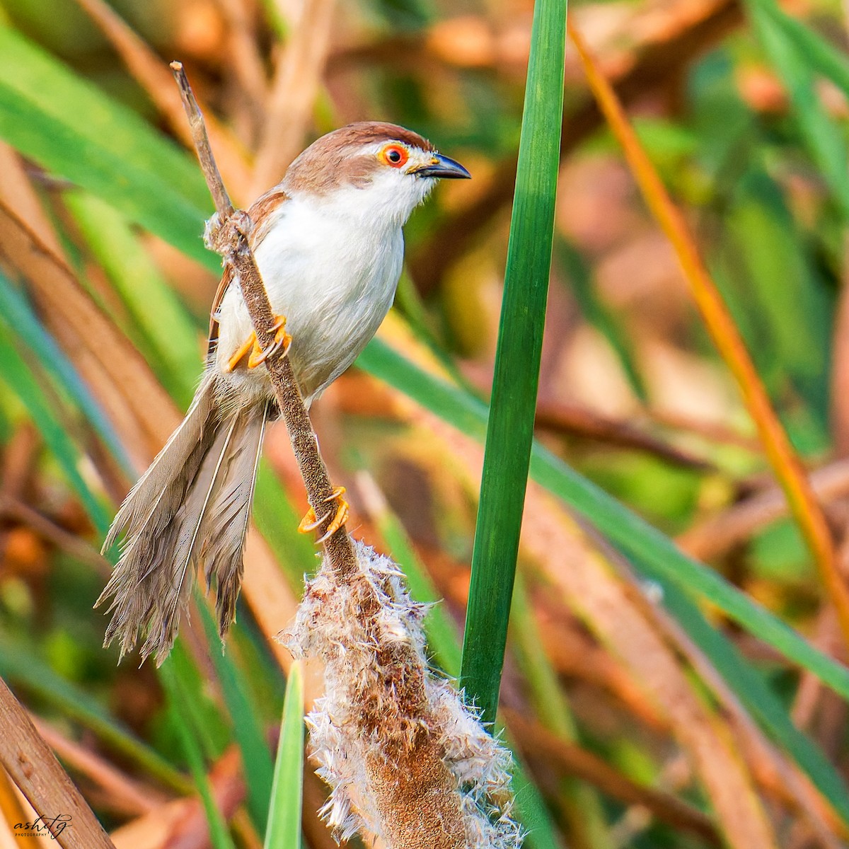 Yellow-eyed Babbler - ML625564670