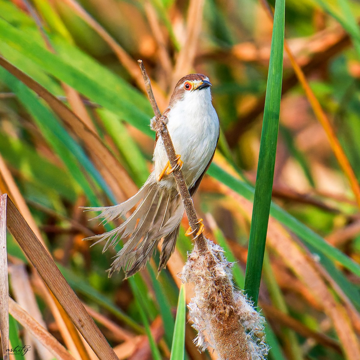 Yellow-eyed Babbler - ML625564671