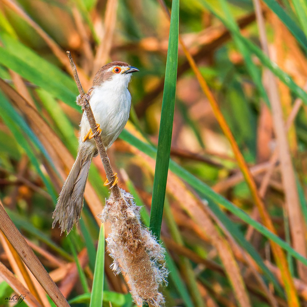 Yellow-eyed Babbler - ML625564672