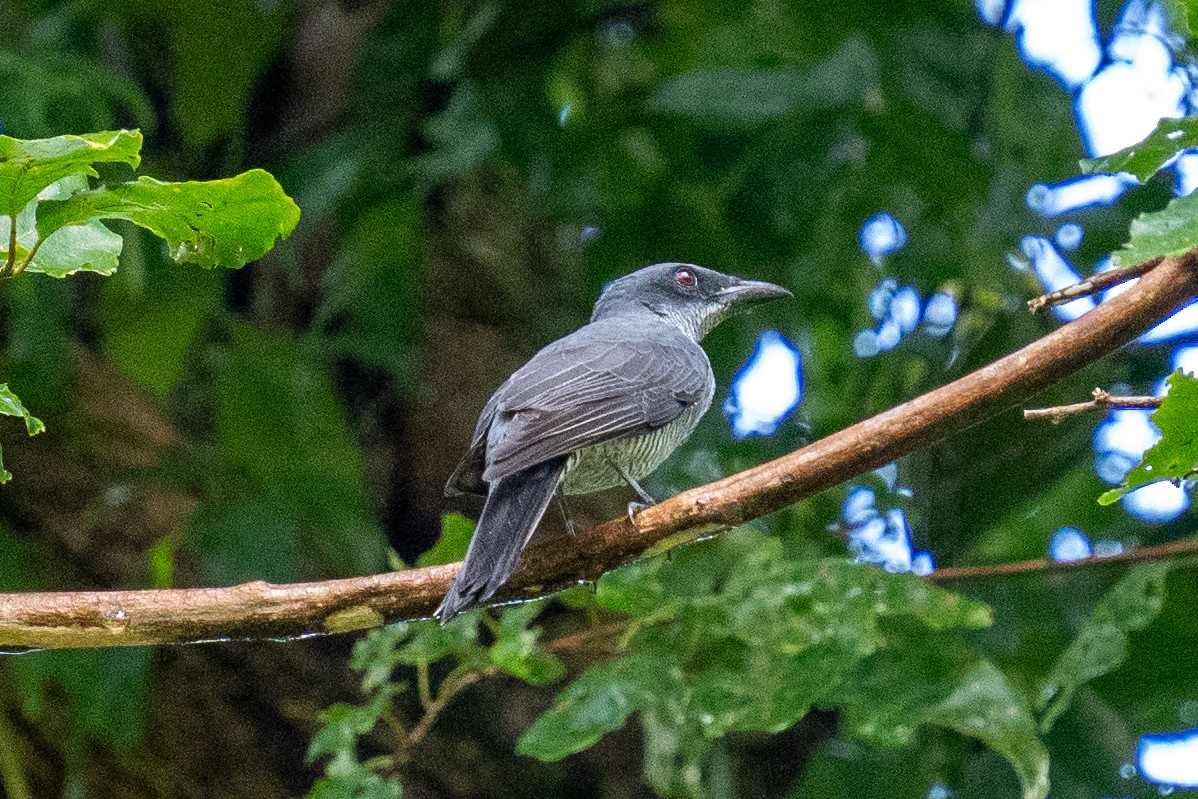 Andaman Cuckooshrike - ML625564684