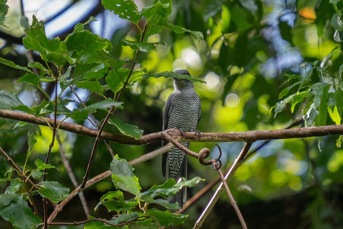 Andaman Cuckooshrike - ML625564685