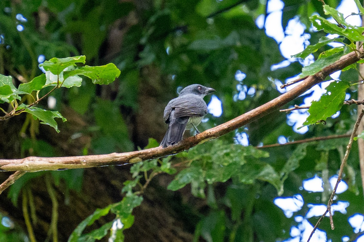 Andaman Cuckooshrike - ML625564686