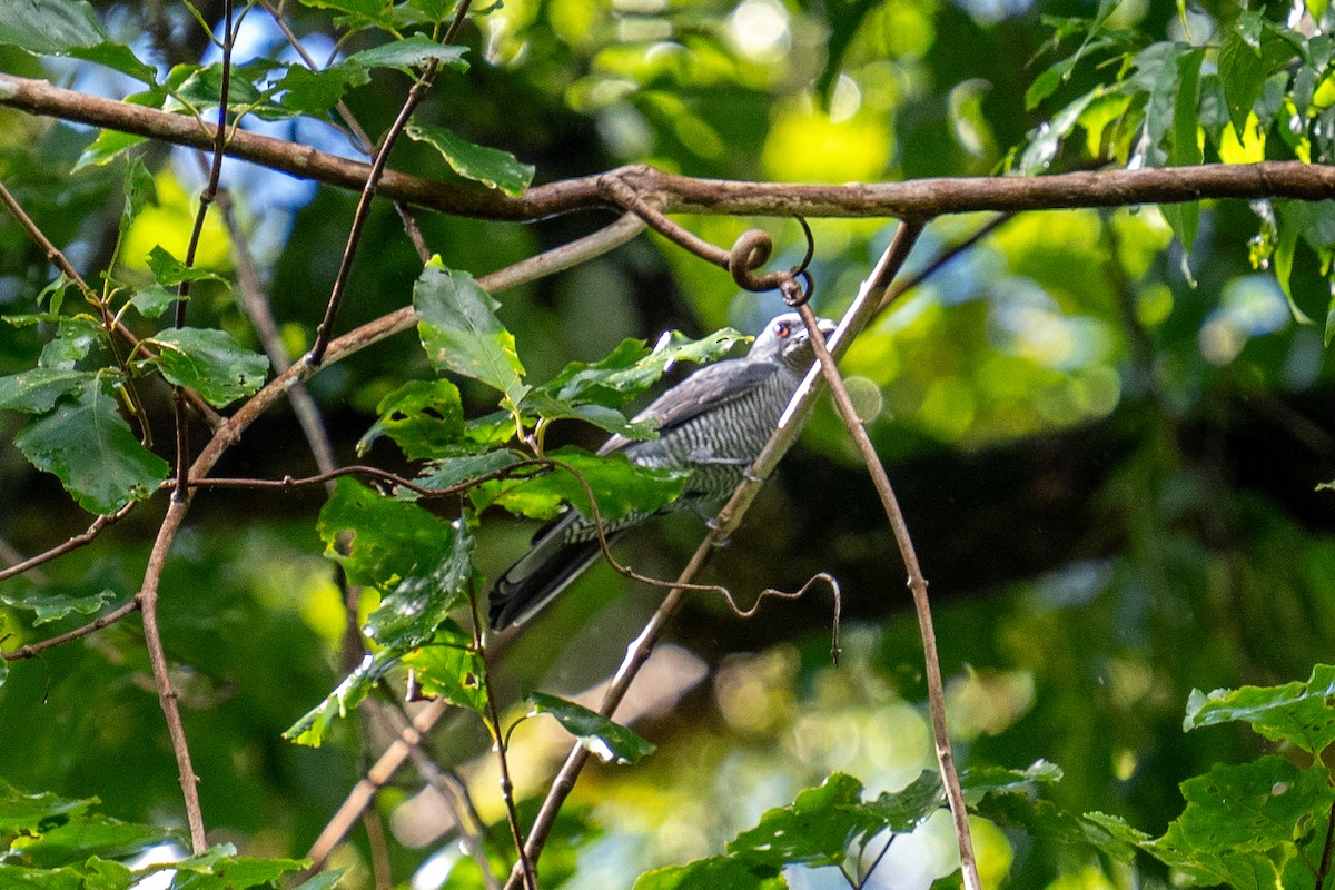 Andaman Cuckooshrike - ML625564687