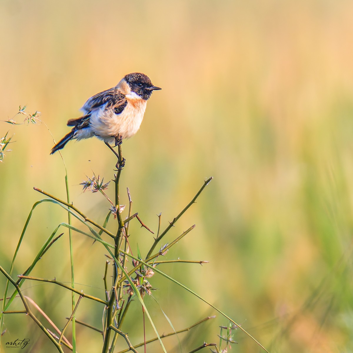 Siberian Stonechat - Ashit Gandhi