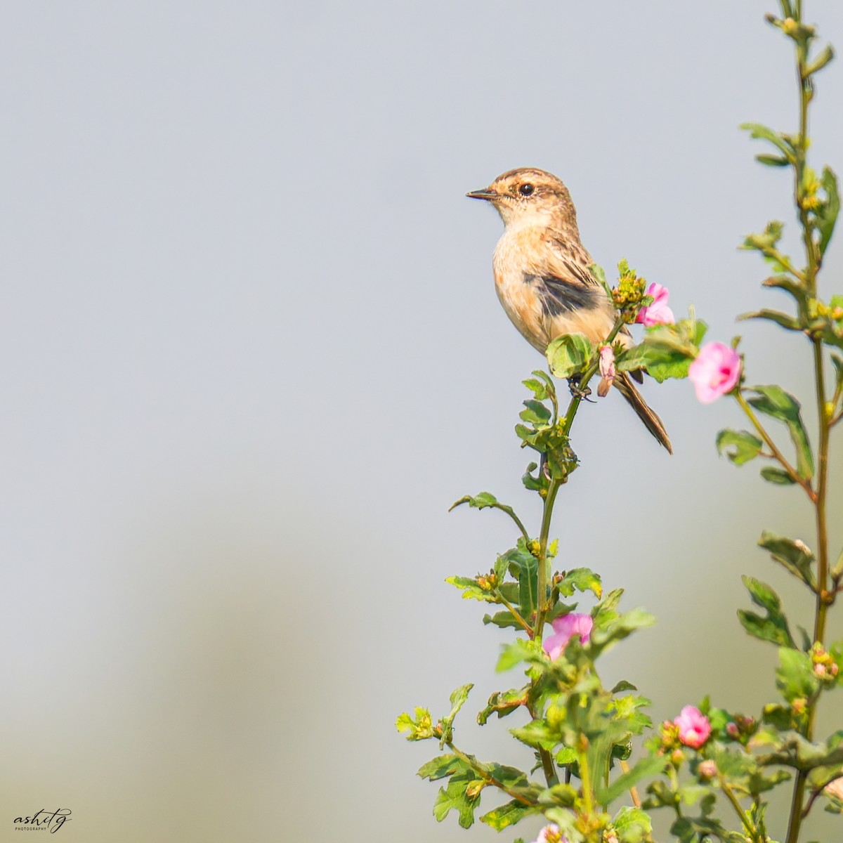 Siberian Stonechat - Ashit Gandhi