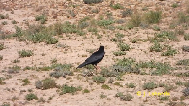 זג אדום-מקור - ML625564709