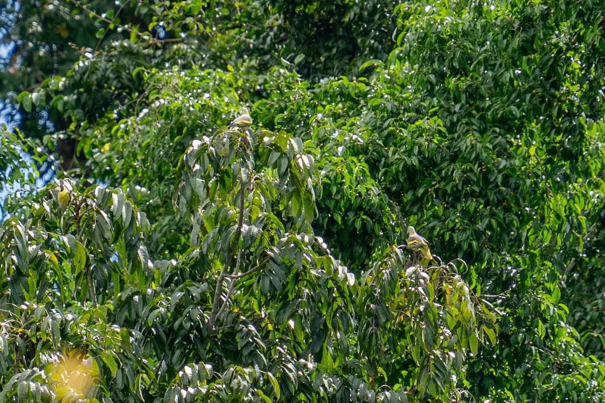 Andaman Green-Pigeon - ML625564718