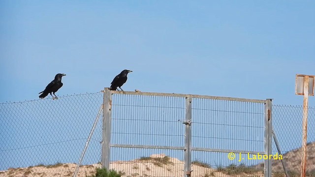 עורב שחור - ML625564720