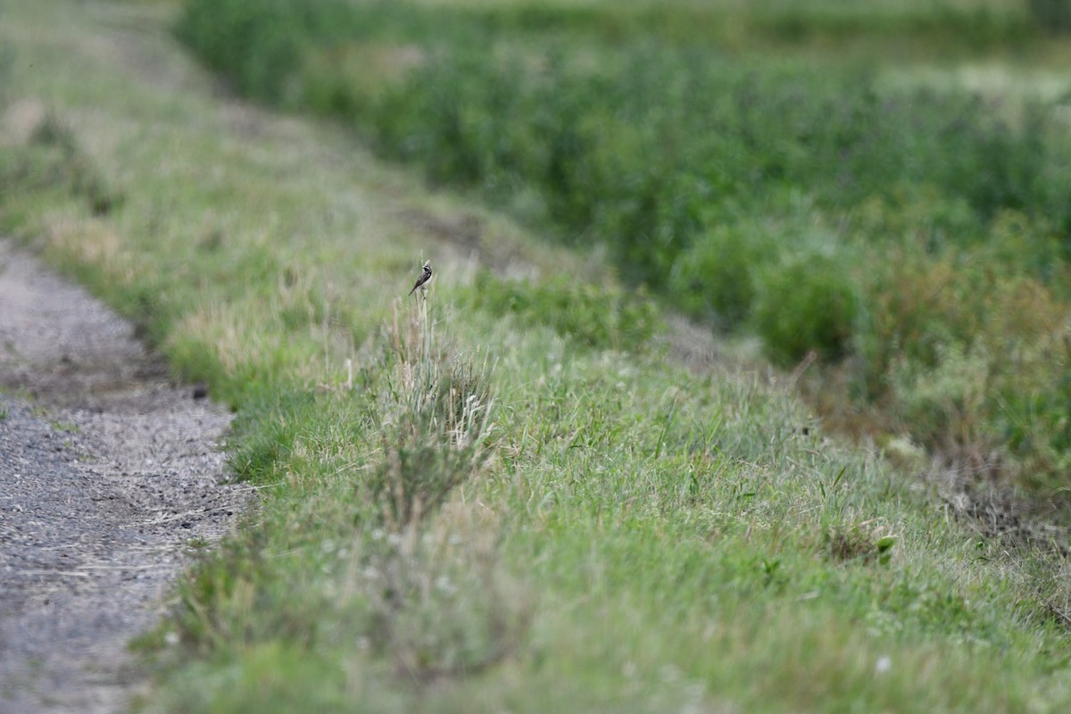 Sedge Warbler - ML625564722