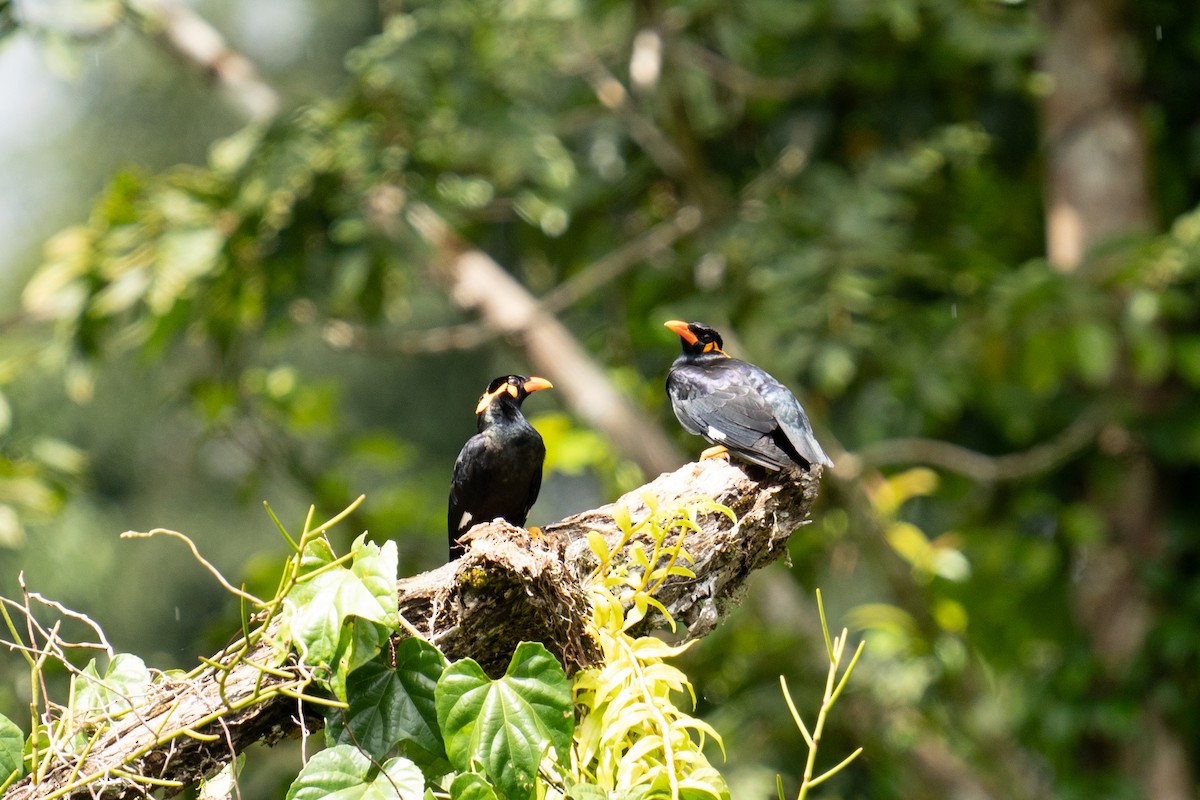 Common Hill Myna - ML625564729