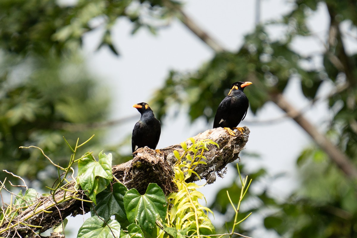 Common Hill Myna - ML625564730