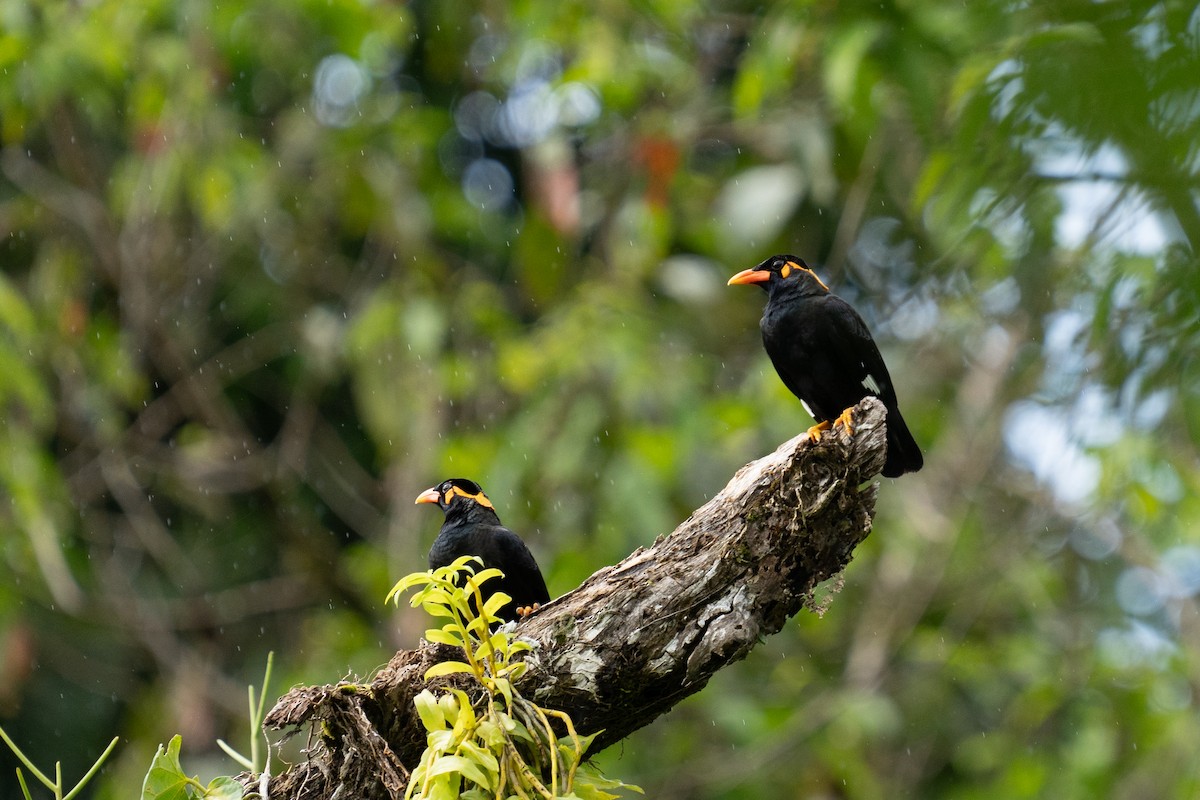 Common Hill Myna - ML625564732