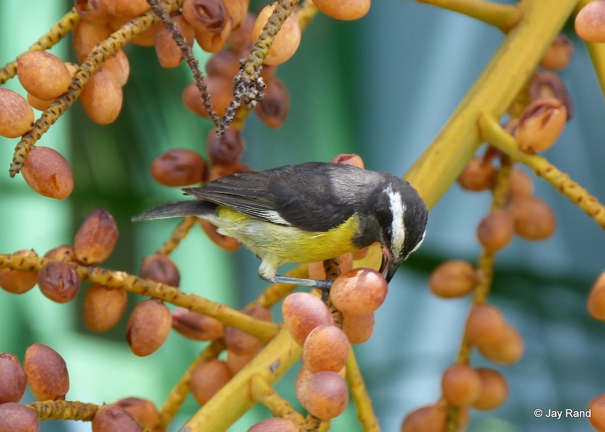 Bananaquit - ML625564766