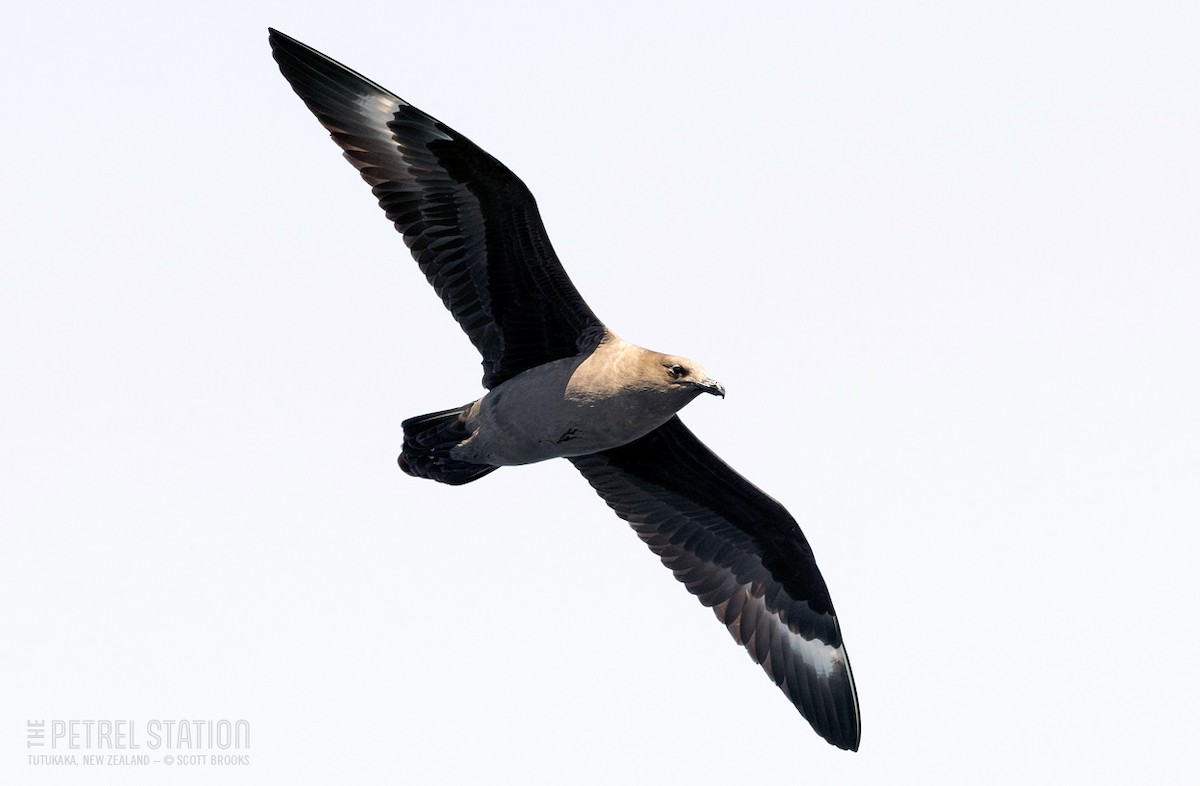 South Polar Skua - ML625564777