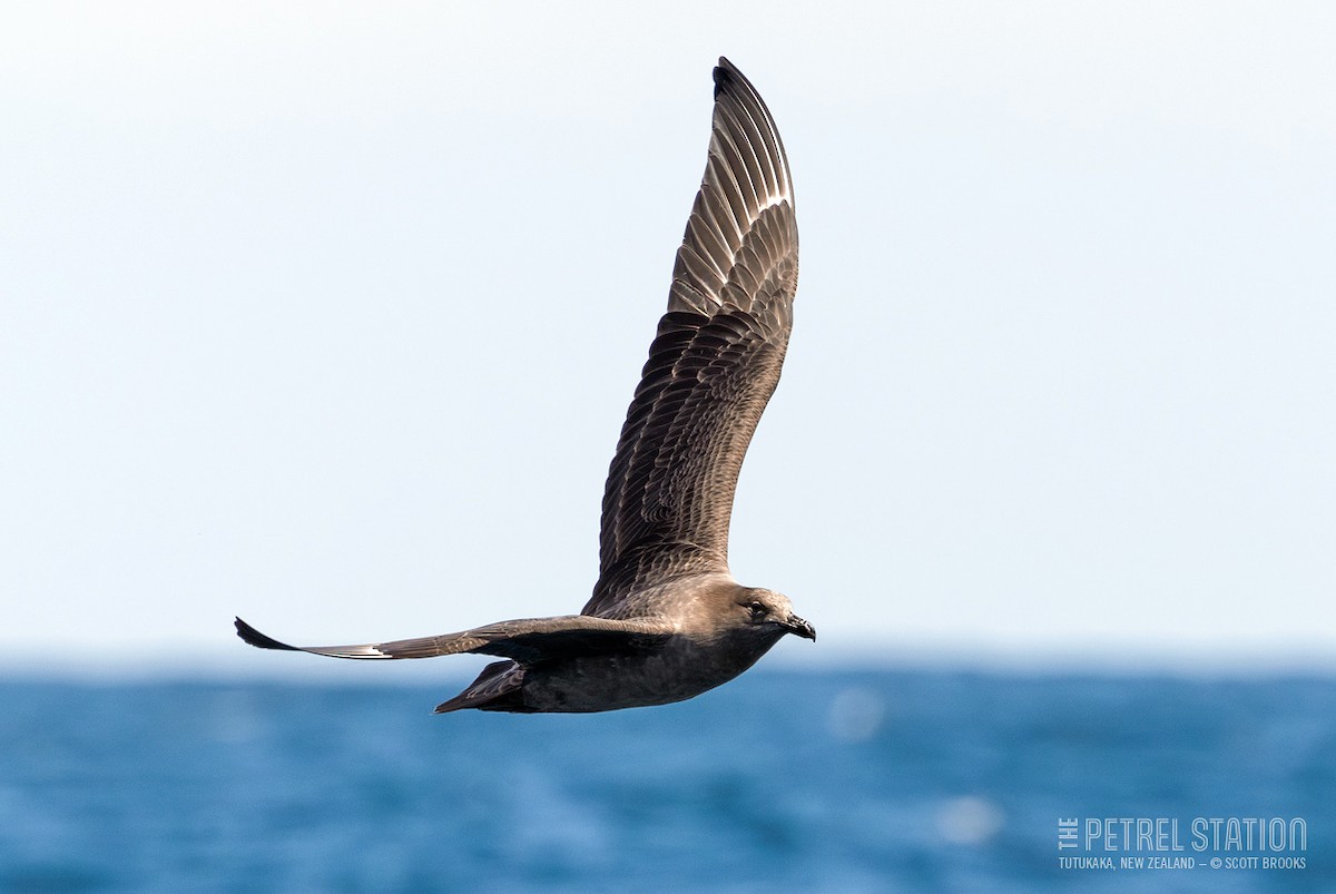 South Polar Skua - ML625564778