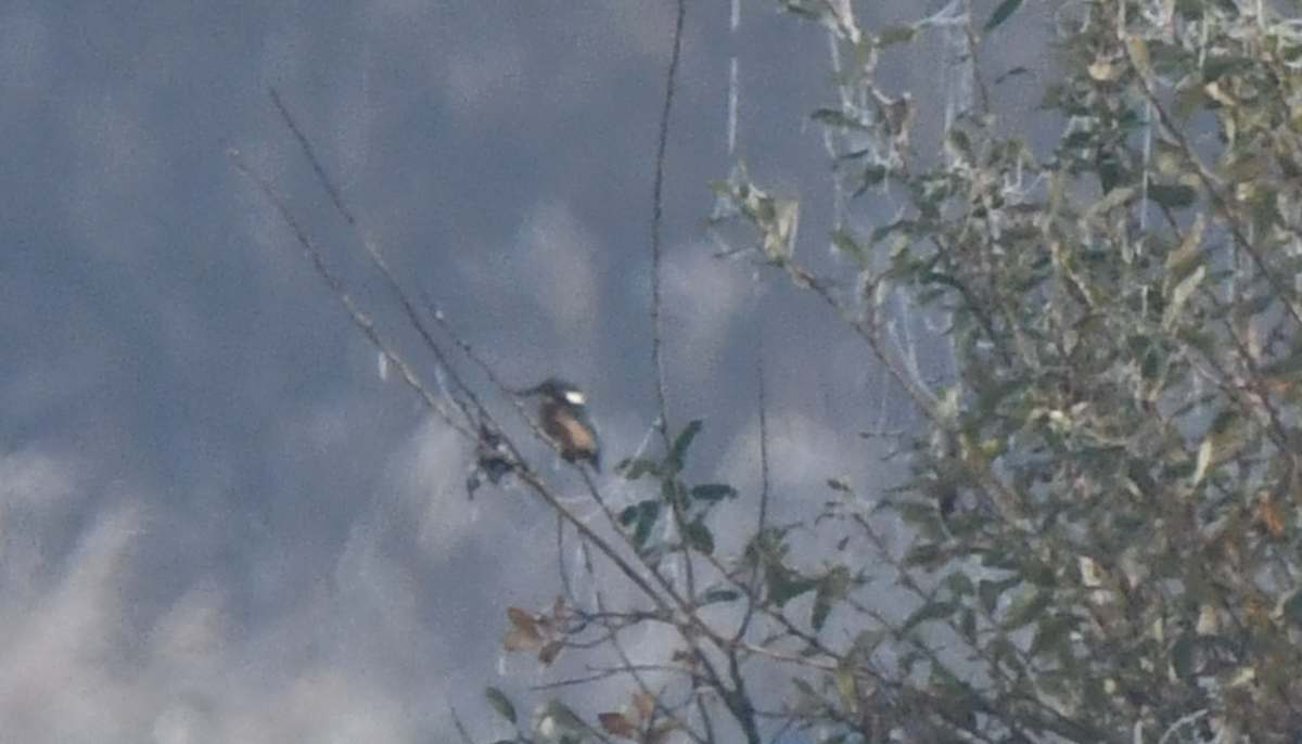Common Kingfisher - ML625564838