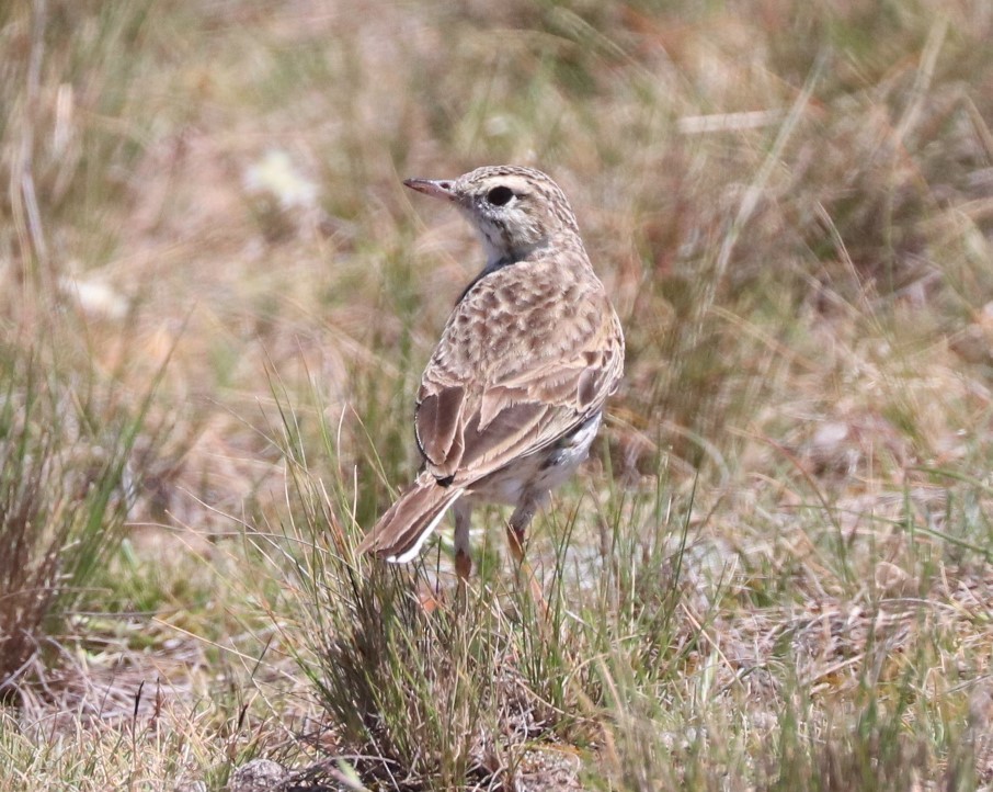 Australian Pipit - ML625564840