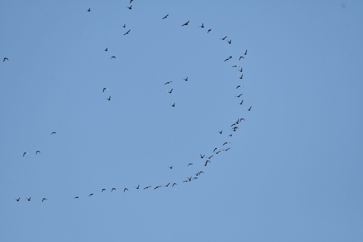 European Golden-Plover - ML625564884