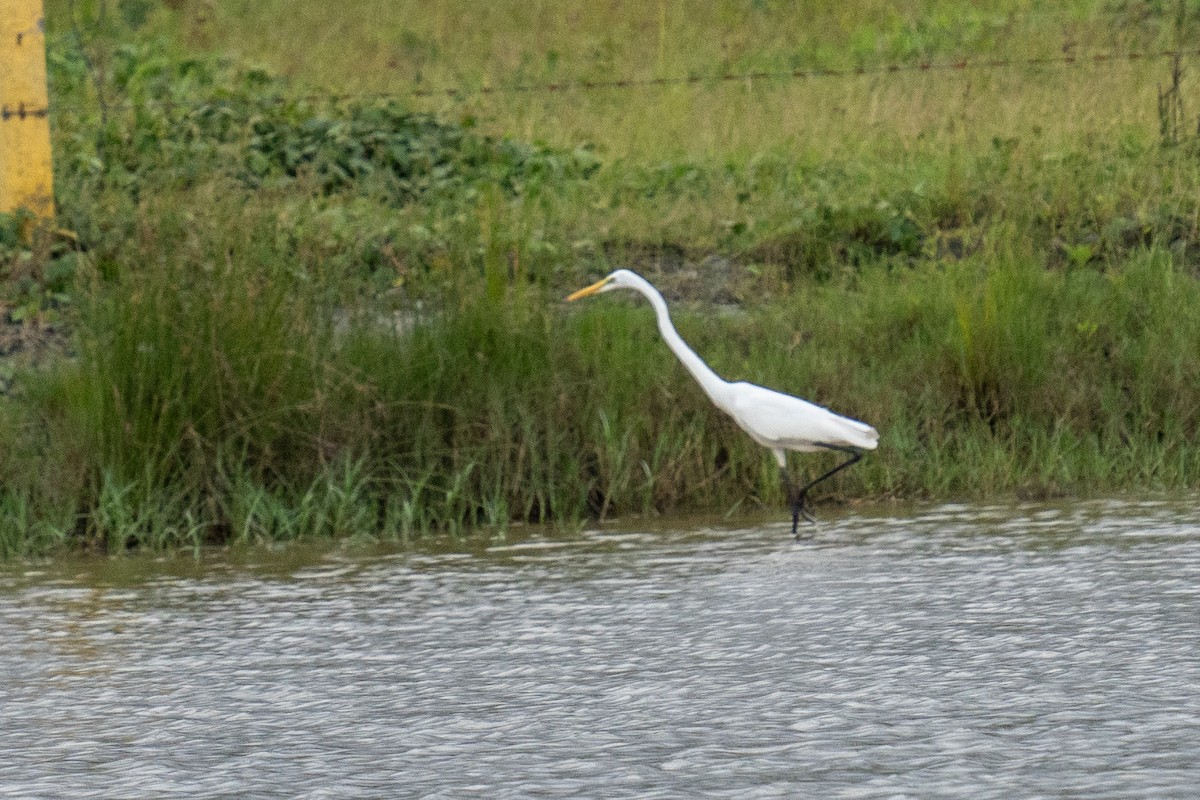 Great Egret - ML625564946