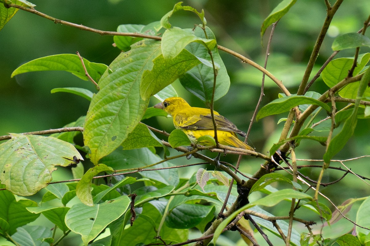 Black-naped Oriole - ML625565008