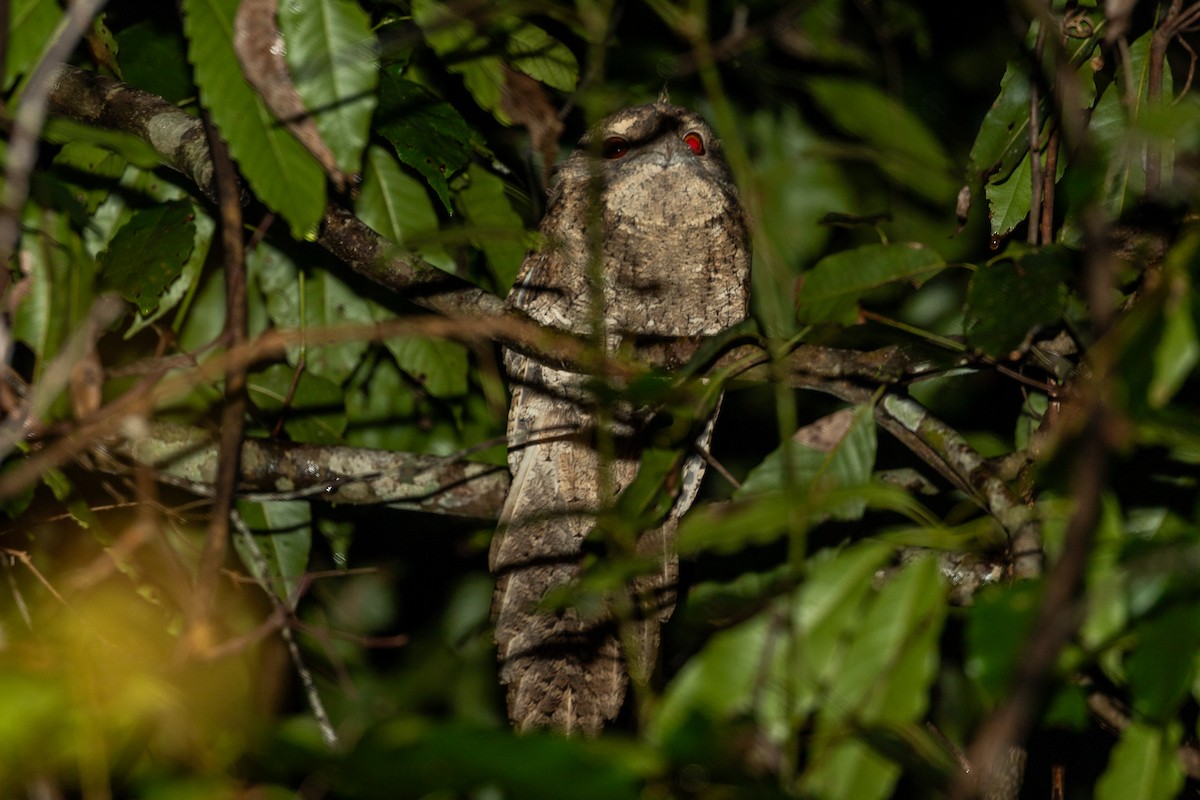 Marbled Frogmouth (Plumed) - ML625565046