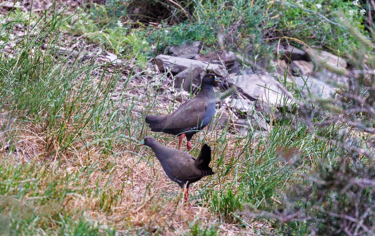 Black-tailed Nativehen - ML625565086