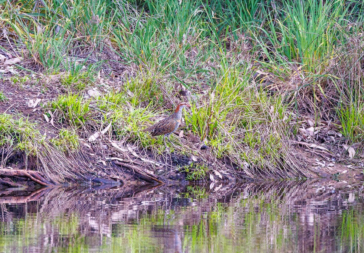 Buff-banded Rail - ML625565089