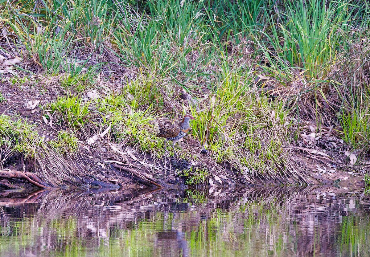 Buff-banded Rail - ML625565090