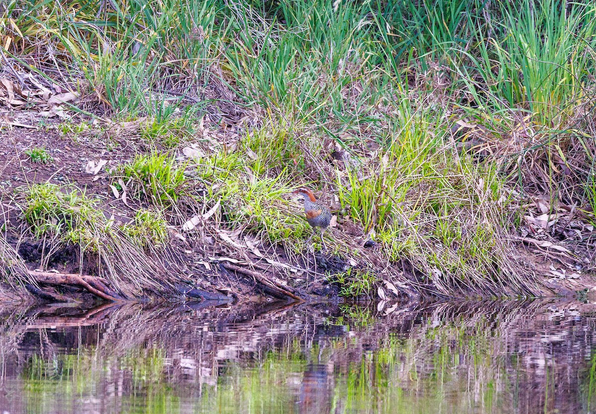 Buff-banded Rail - ML625565091