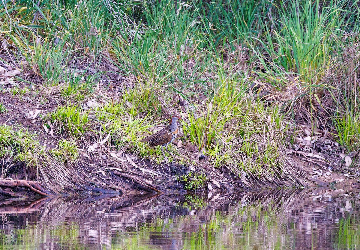 Buff-banded Rail - ML625565092