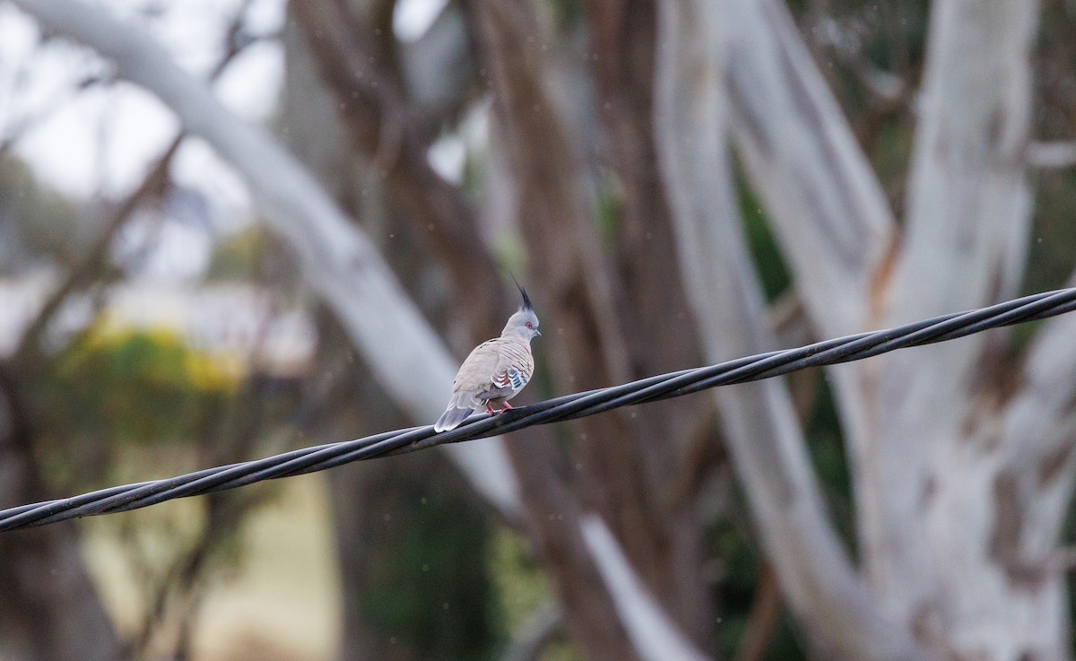 Crested Pigeon - ML625565095