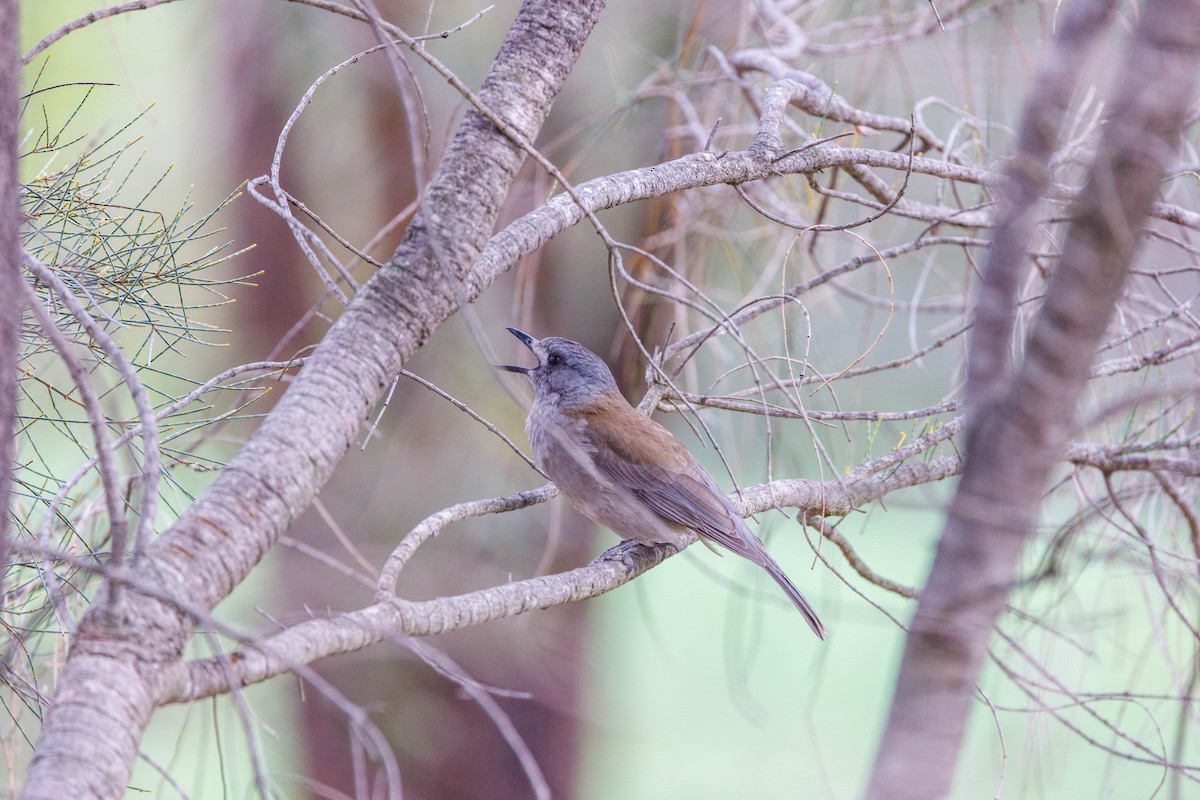 Gray Shrikethrush - ML625565099