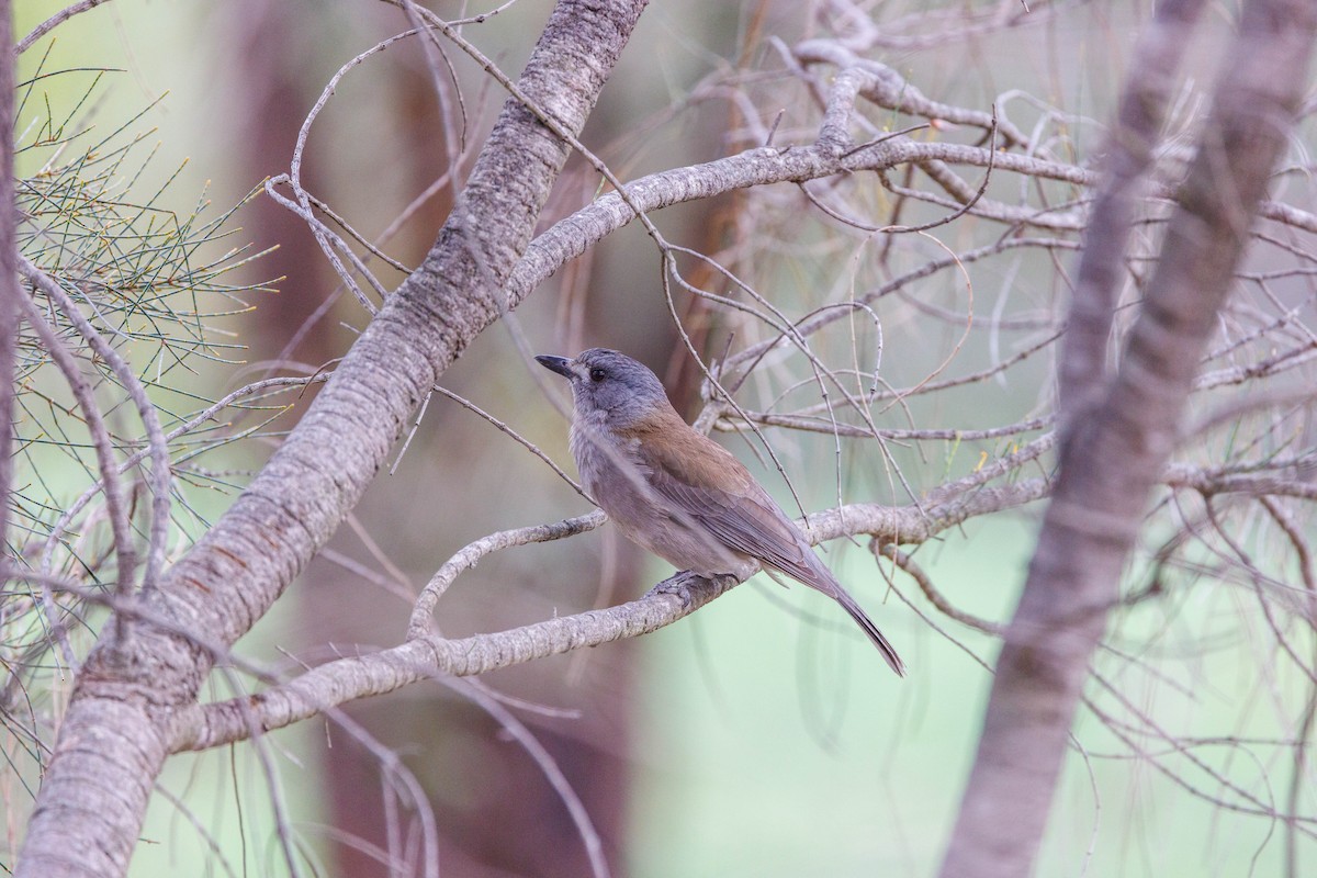 Gray Shrikethrush - ML625565100