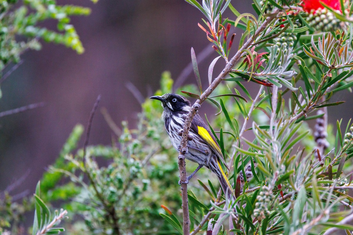 New Holland Honeyeater - ML625565101